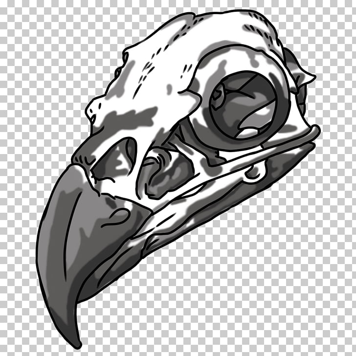 Drawing Bald Eagle Skull Bone, skull PNG clipart.