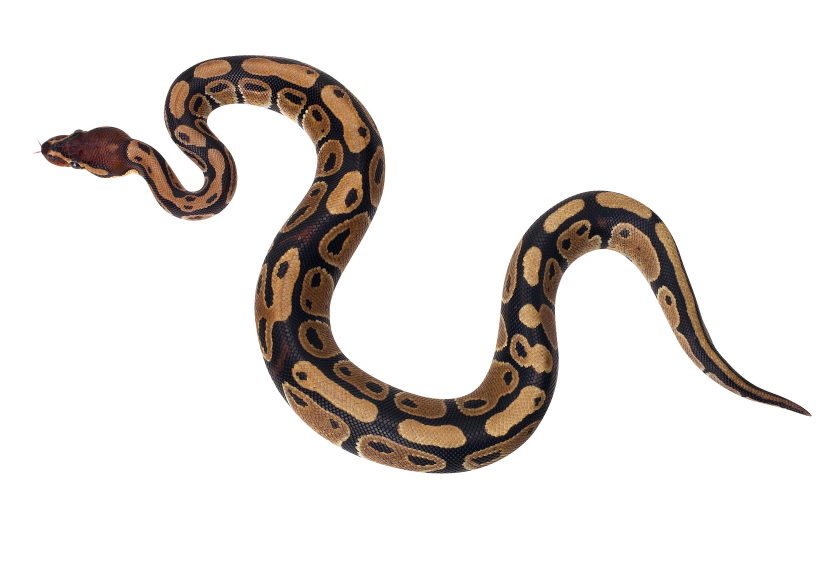 Ball python clipart.