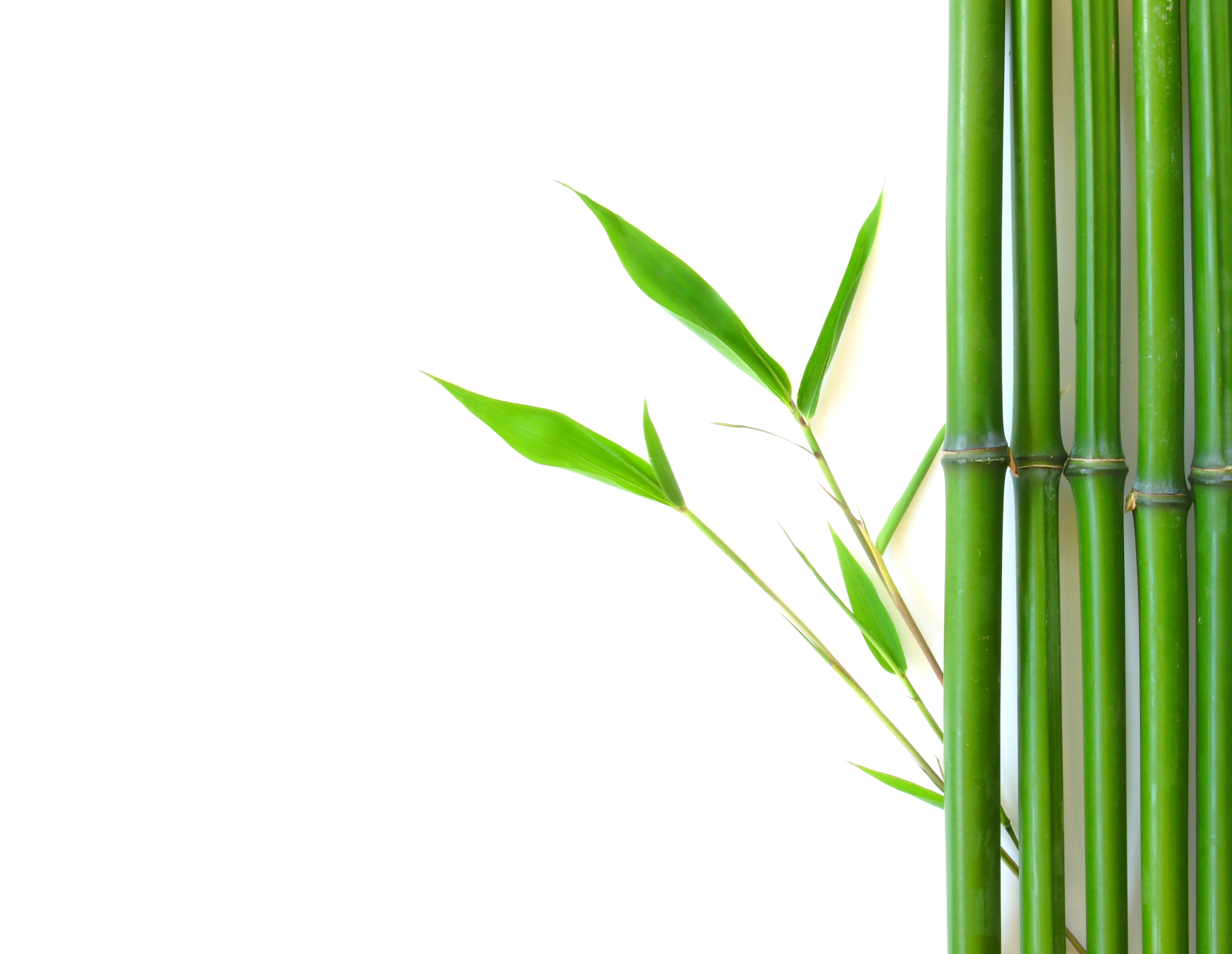 Free Bamboo Background Cliparts, Download Free Clip Art.