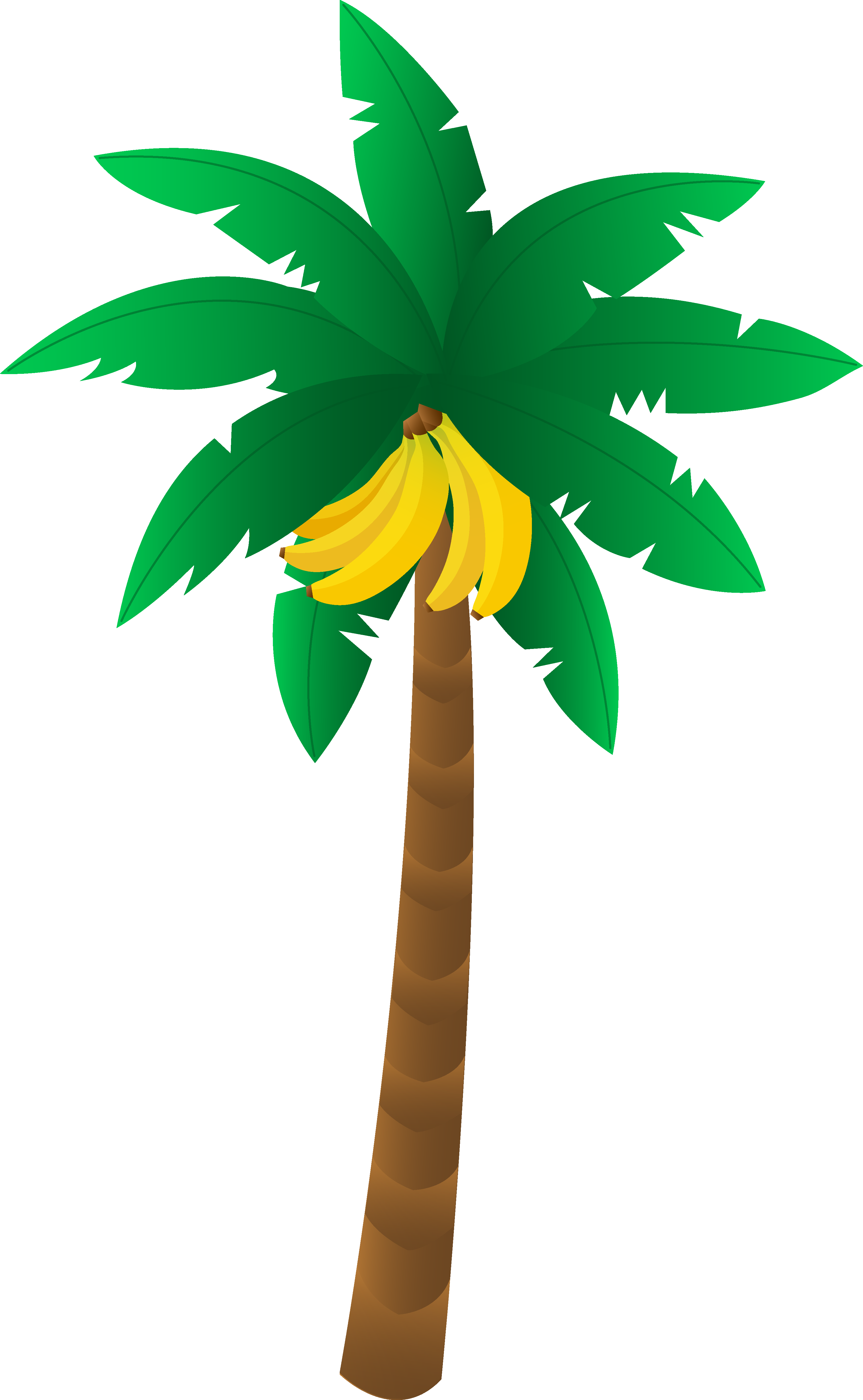 Tropical Banana Tree.