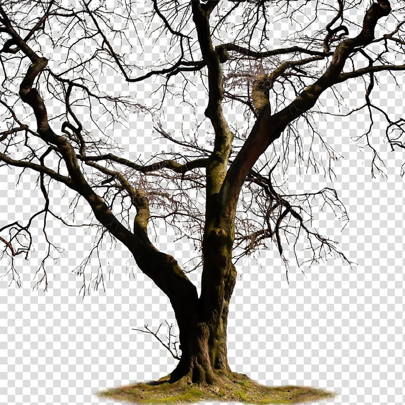 Painting of brown bare tree, Twig Trunk Tree , of dead trees.