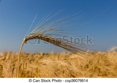 Stock Photography of barley field before harvest.