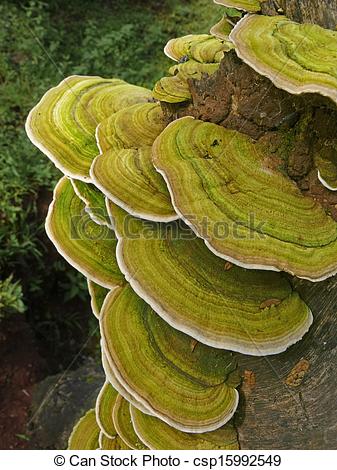 Basidiomycota Stock Photos and Images. 277 Basidiomycota pictures.