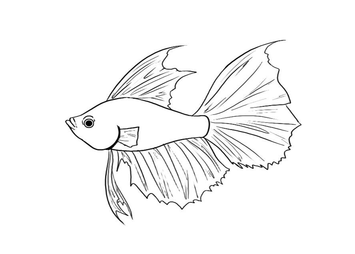 71+ Betta Fish Clip Art.