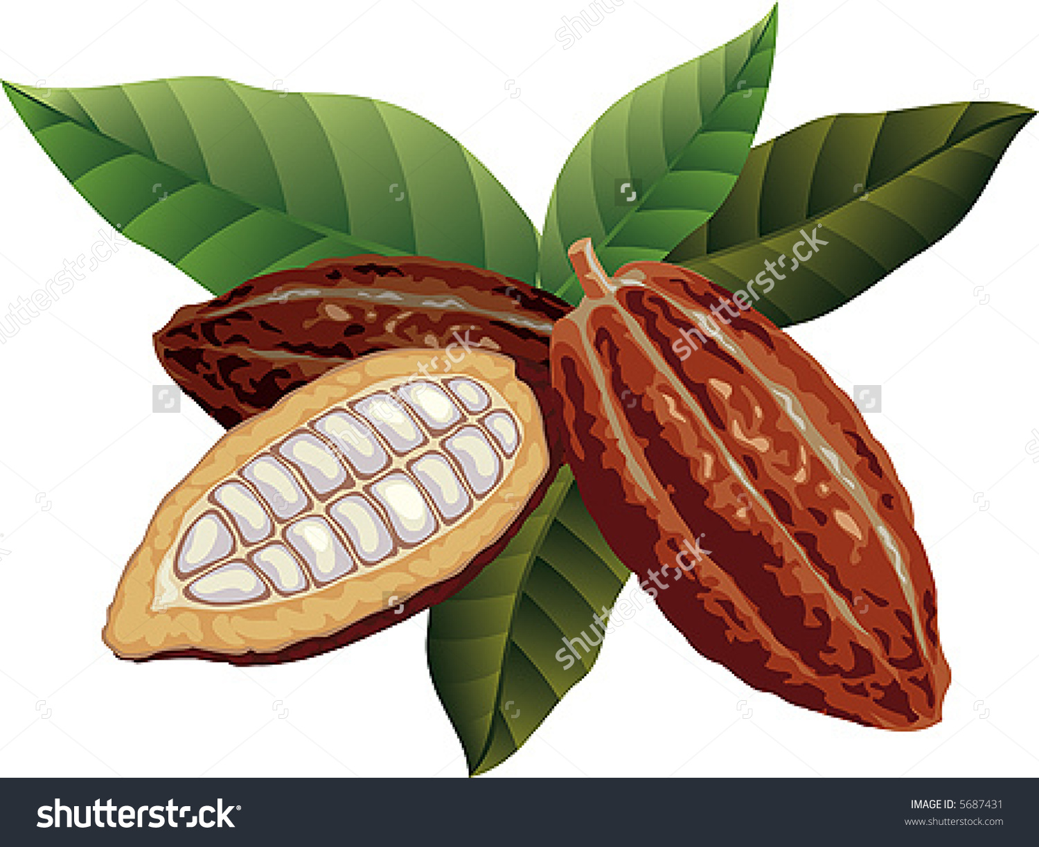 Cocoa beans clipart.