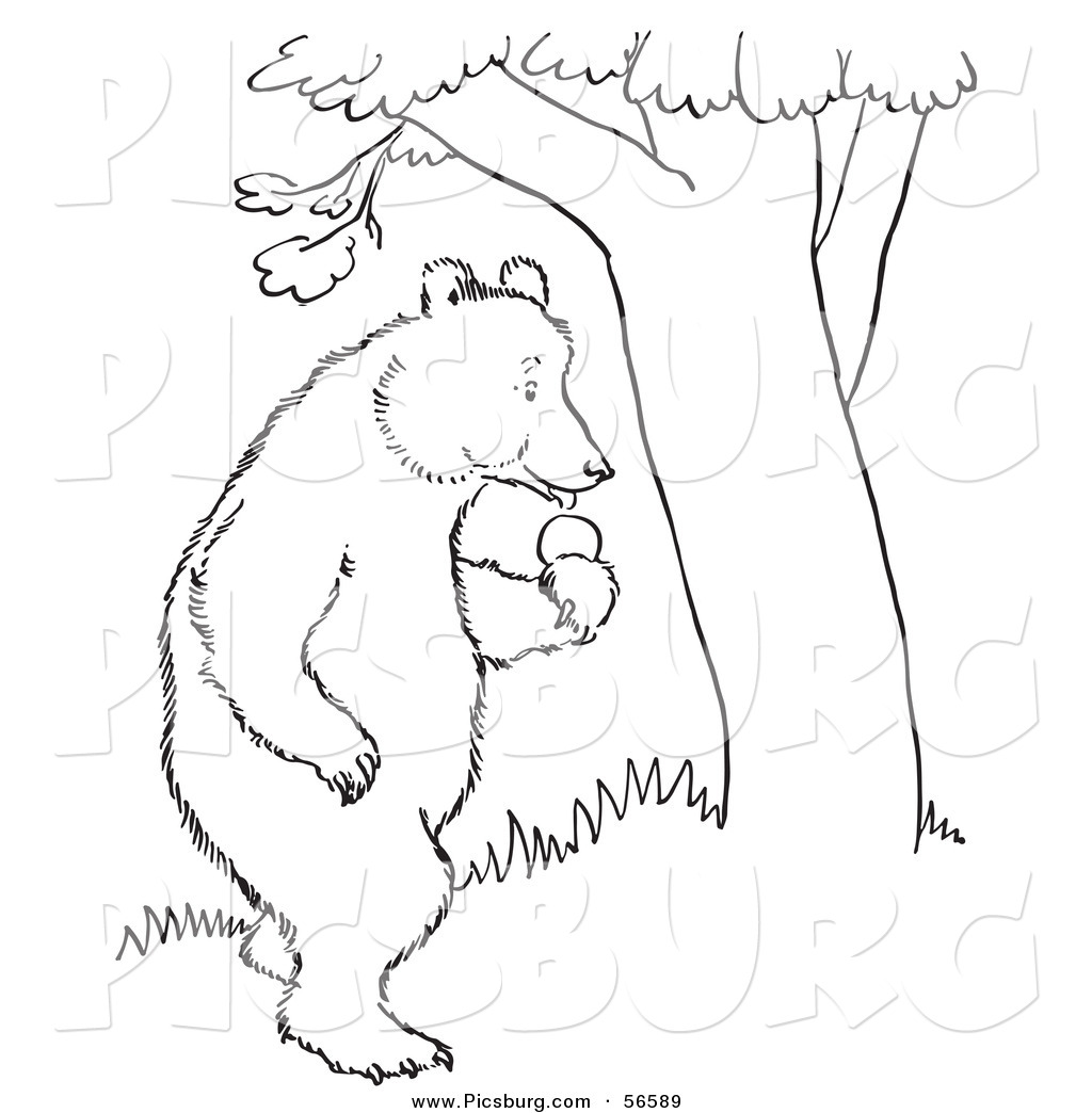 Bear In Tree Clipart.