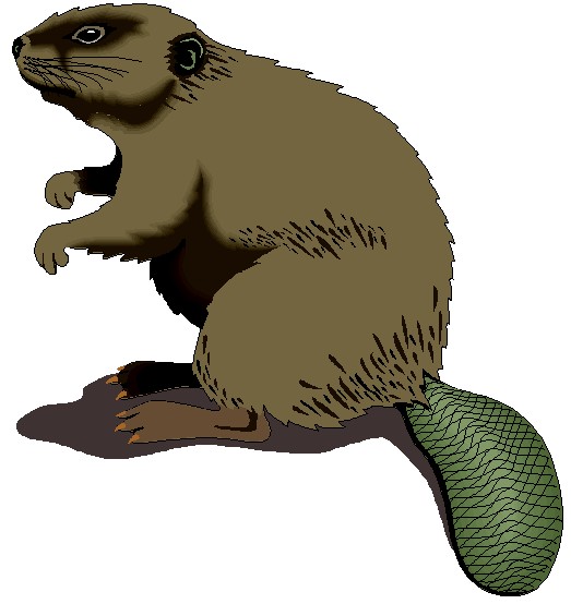 Beaver Clipart.