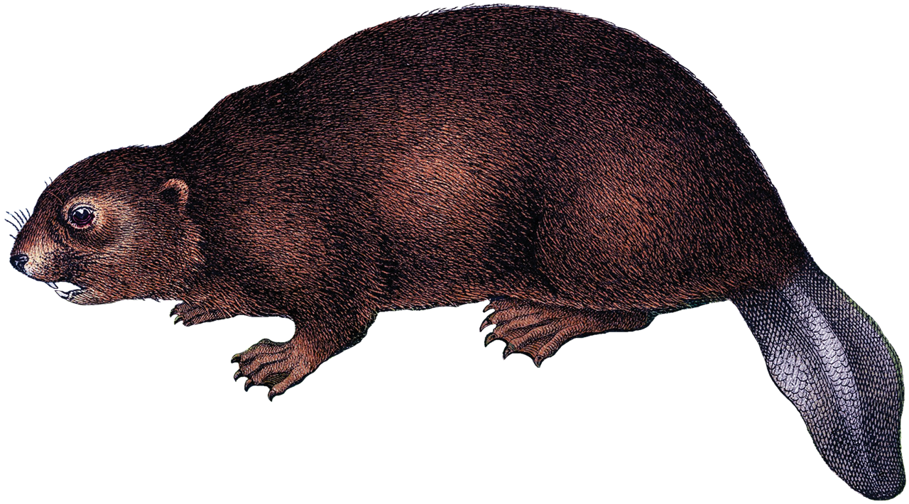 Beaver PNG Background Image.