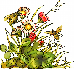 Honey bee on flower clipart.