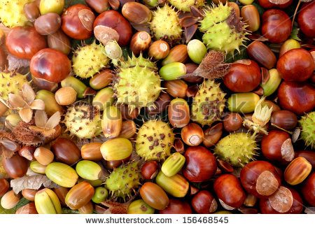 Beechnuts Stock Photos, Royalty.