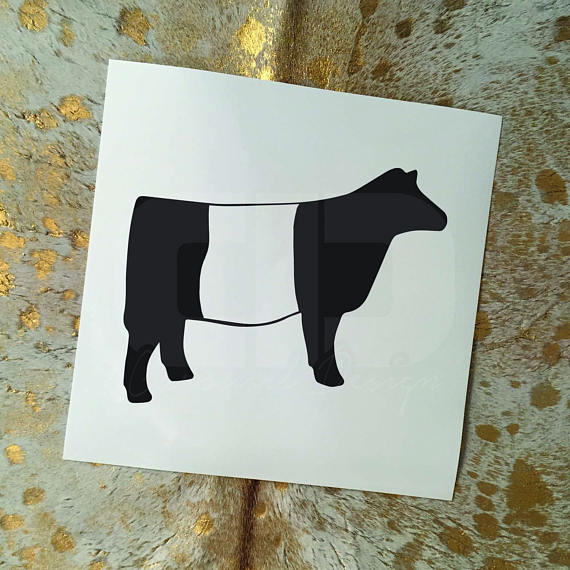 Show Cattle Belted Galloway Heifer Vinyl Sticker.