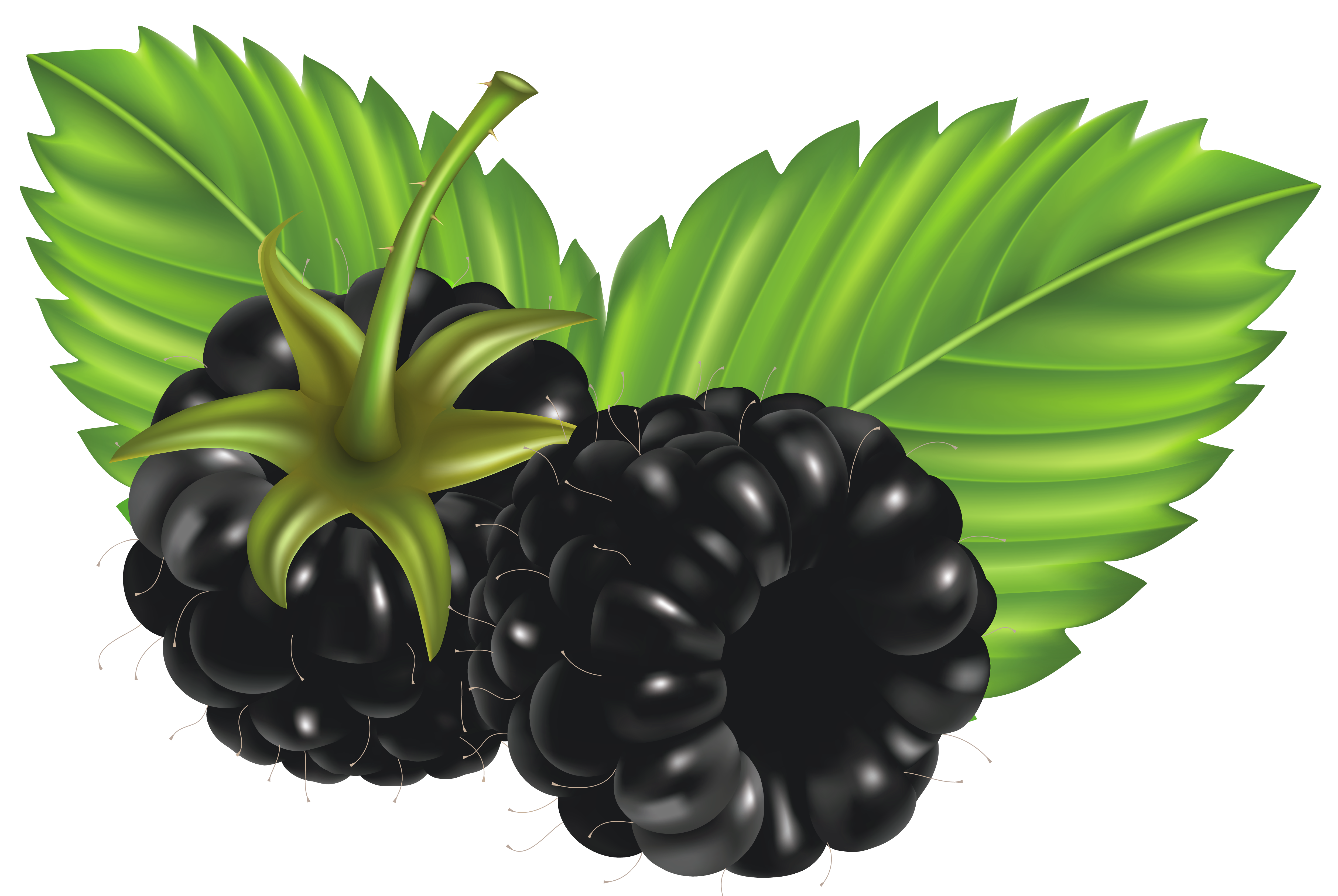 Blackberries Clipart.