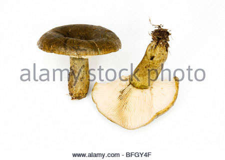 Lactarius Stock Photos & Lactarius Stock Images.