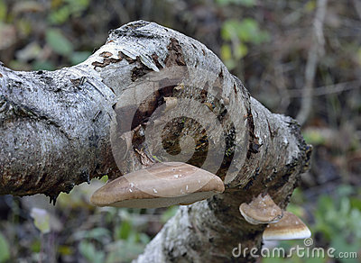 Polypore Bracket Fungus On Silver Birch Tree, Scotland Stock Photo.