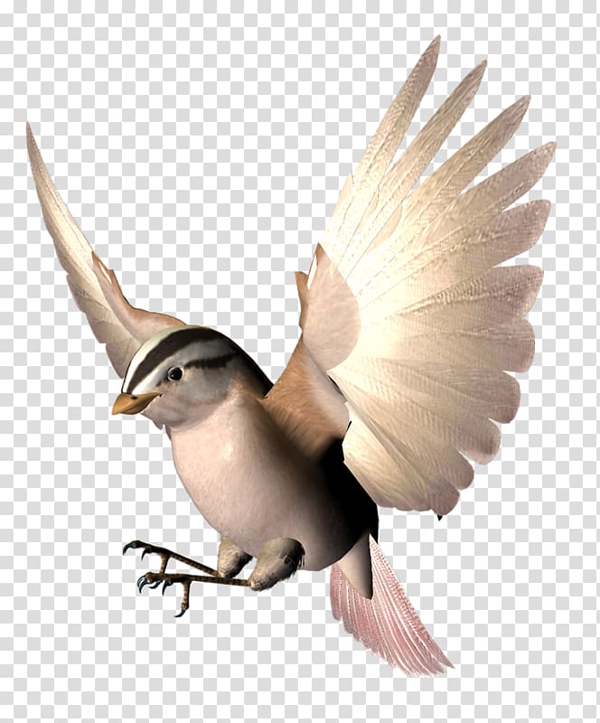 Bird Wing Beak Animation, Bird spreading its wings.