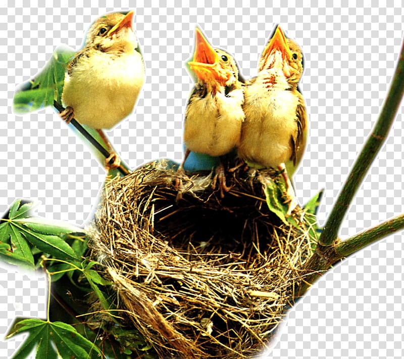 Bird nest Edible bird\\\'s nest, Nest and birds transparent.