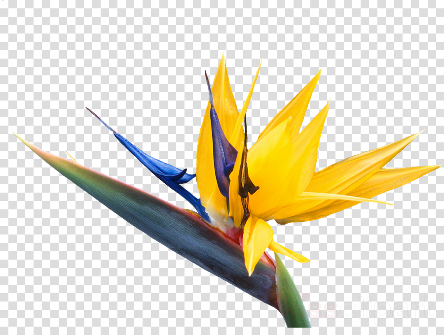 bird of paradise clipart.