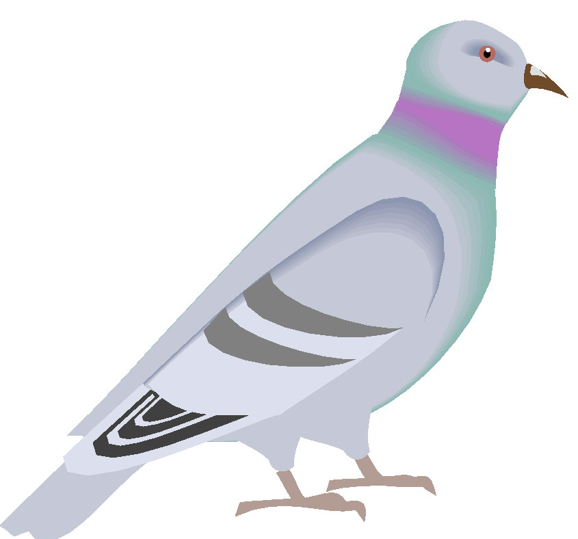 Free clip art pigeon.