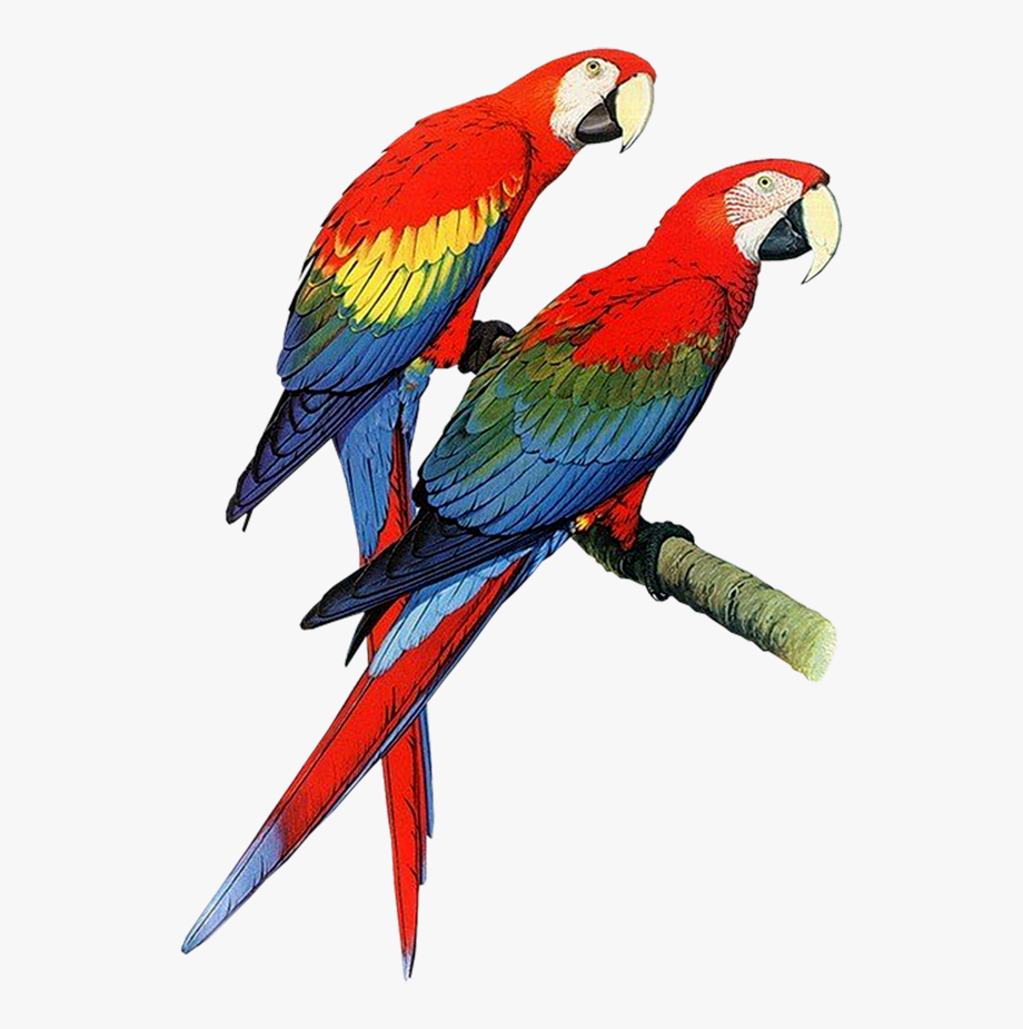 Download Parrot Png Transparent Images Transparent.