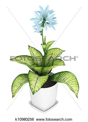 Stock Illustration of Pretty blue flowering Hosta k10980256.