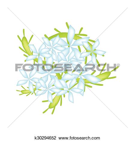 Clipart of Blue Cape Leadwort Flower or Blue Plumbago Flower.