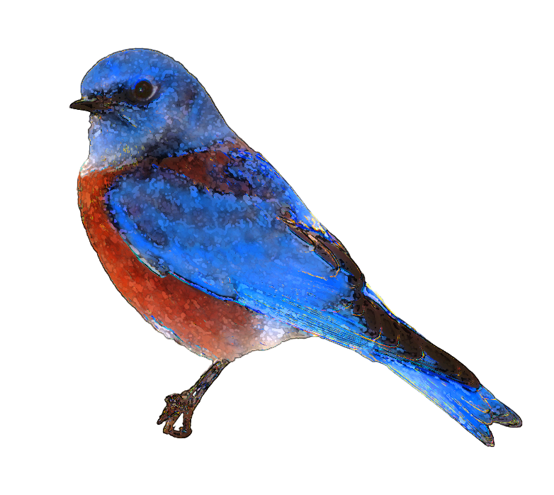 Bluebird Clipart.