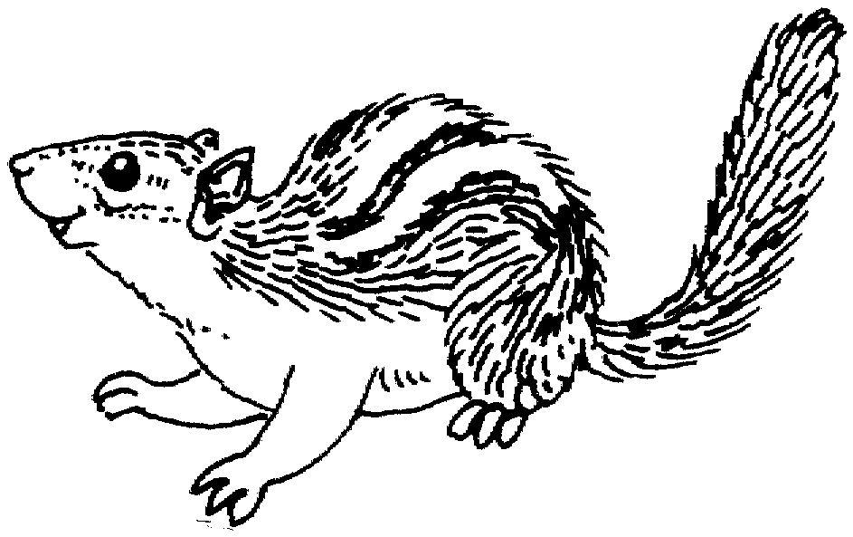 Chipmunk clipart coloring sheet, Chipmunk coloring sheet.