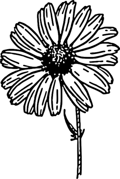 Free Daisy Clipart.