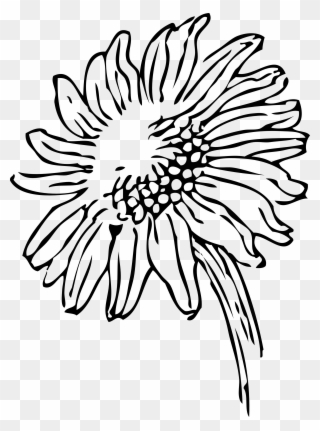 Free PNG Sunflower Clipart Black And White Clip Art Download.