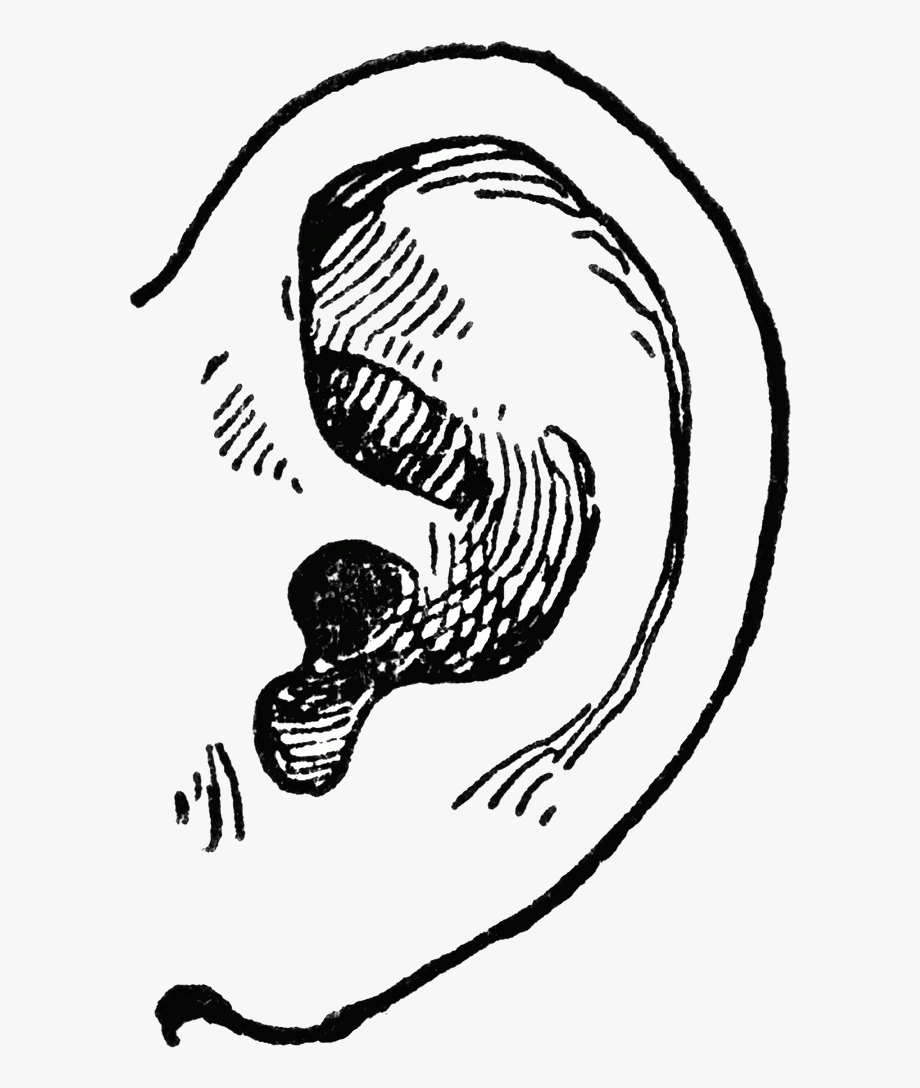 Ear A Pair Of Human Ears Clipart Collection Transparent.