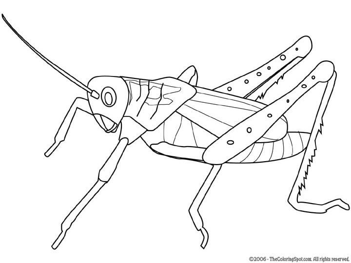 Free Grasshopper Cliparts, Download Free Clip Art, Free Clip.