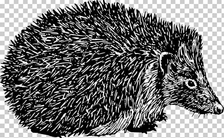 Domesticated Hedgehog Porcupine Black And White Spine PNG.