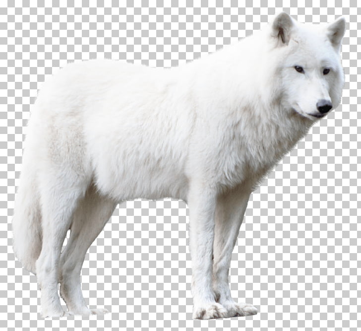 Greenland Dog Alaskan tundra wolf Arctic fox German Pinscher.