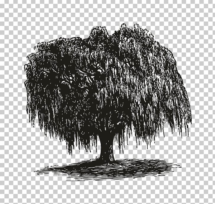 Weeping Willow How To Draw Trees Gift Root PNG, Clipart.