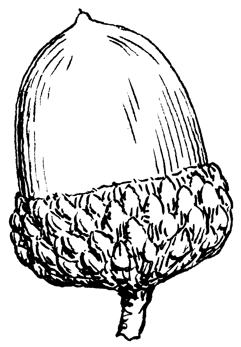 Acorn clipart black and white.