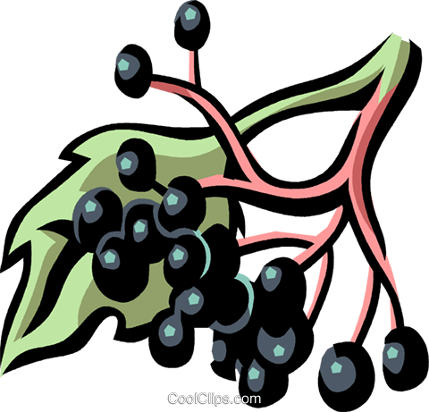 elderberry Royalty Free Vector Clip Art illustration.