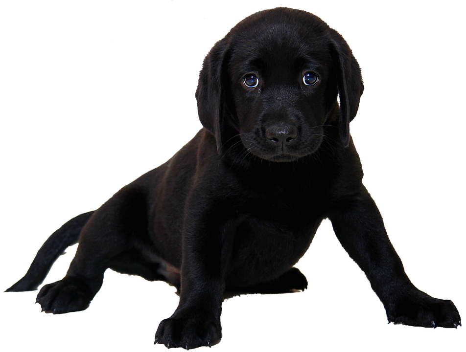 14 cliparts for free. Download Puppy clipart black lab puppy and use.