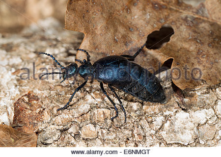 Blister Beetle Stock Photos & Blister Beetle Stock Images.