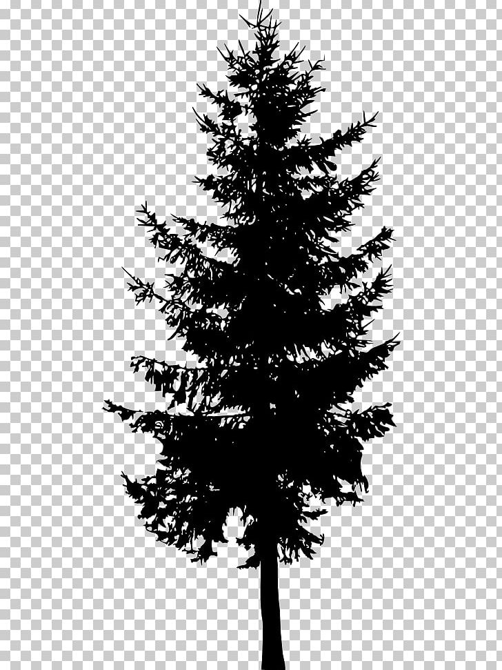 Spruce Fir Cedar Tree Larch PNG, Clipart, Black And White.