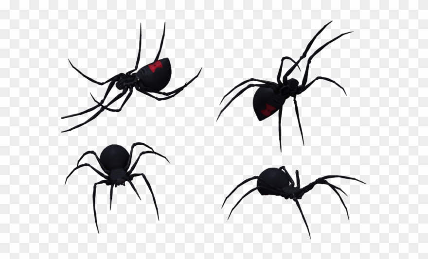 Spider Clipart Black Widow Spider.