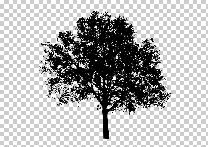 Tree Silhouette , tree , black tree illustration PNG clipart.