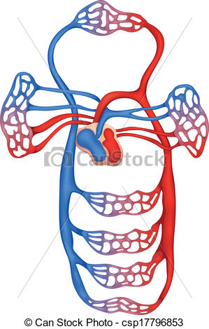 Circulatory Illustrations and Clipart. 3,108 Circulatory royalty.