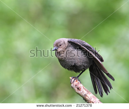 Brewers Blackbird Stock Photos, Royalty.