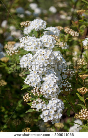 Spirea Flowering Shrub Stock Photos, Royalty.