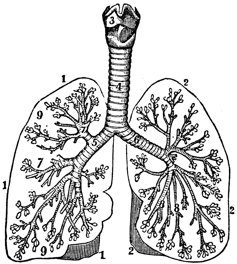 The Bronchia.