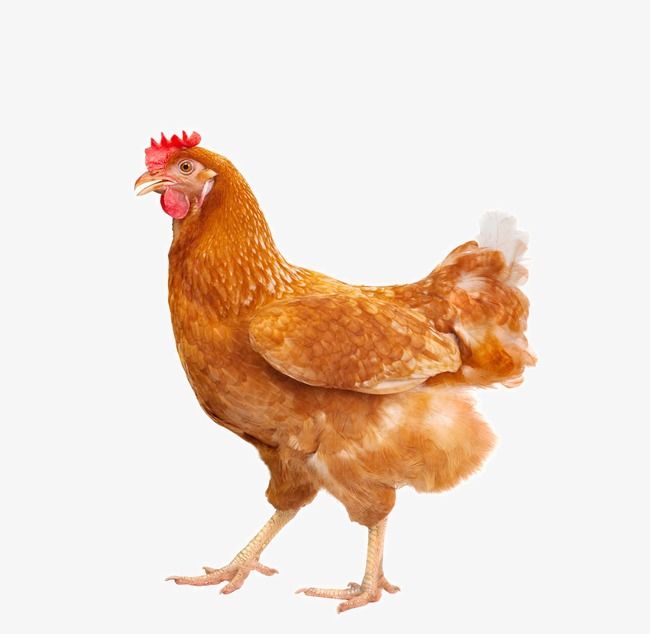 Lovely Hen, Wuji, Hen Species PNG Transparent Clipart Image.