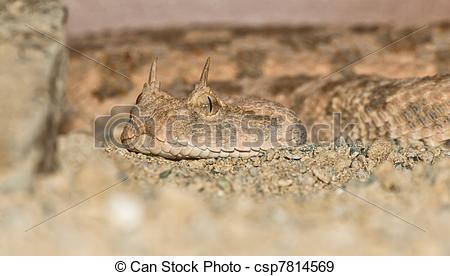 Stock Photographs of Desert horned viper portrait.