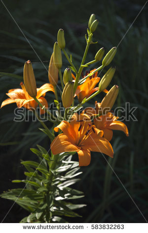 Inflorescences Stock Photos, Royalty.