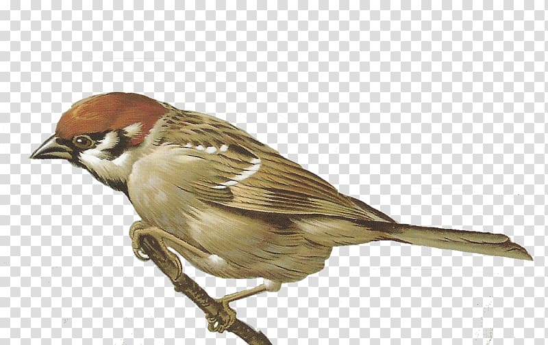 House Sparrow , sparrow transparent background PNG clipart.