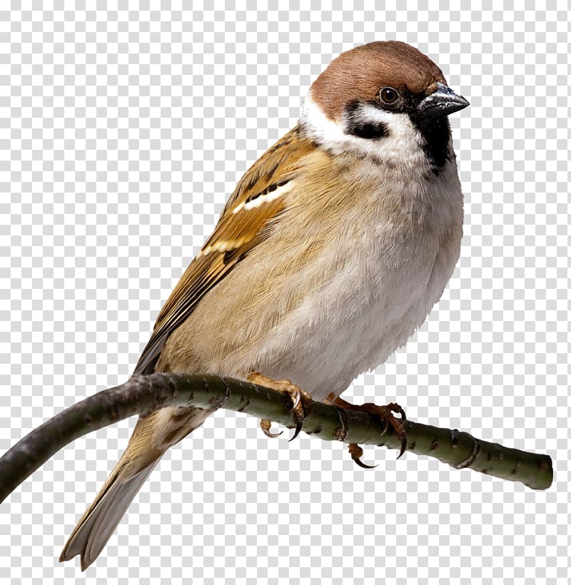 House Sparrow Bird , sparrow transparent background PNG.